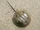 Horseshoe Crab