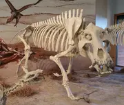 Entelodon skeleton