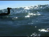 Great Auk