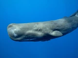 Sperm Whale