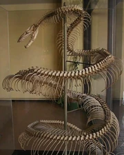 Titanoboa skeleton