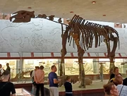 Paraceratherium skeleton