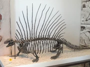 Edaphosaurus skeleton