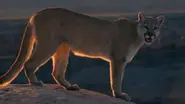 Wild New World Cougar.webp (59 KB)
