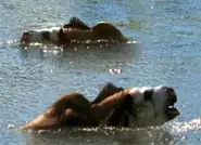 Two Toxodon wallowing in the water.