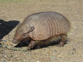 Armadillo