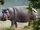 Hippopotamus