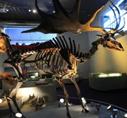 Megaloceros skeleton