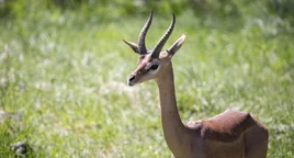 Gerenuk4-952x510