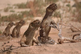 WWM Diictodon