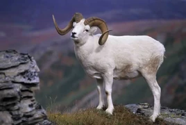 Ram