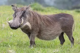 Common Warthog