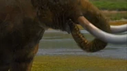 An American Mastodon drinking water from a lake.