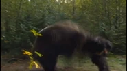 A Cave Bear brutally attacks a Cro-Magnon.