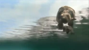 Screenshot (52).png (751 KB) A Castoroides swimming through the water.