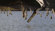 A Quetzalcoatlus catching food.