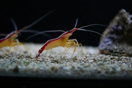 Lysmata amboinensis in Tropicarium-Oceanarium Budapest