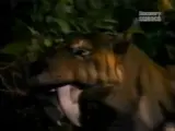 Barbourofelis