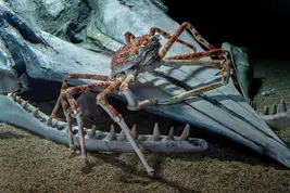 Japanese-spider-crab-TR22-0092