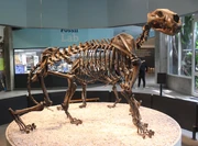 American Lion skeleton