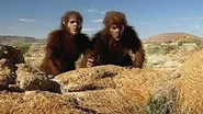 Habilis pair.jpg (12 KB)