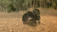 Glyptodon being attacked.png (1.33 MB) A Glyptodon being attacked by a Homotherium.