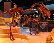 Titanis skeleton