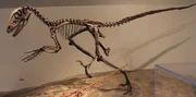 Deinonychus FMNH