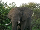 African Elephant