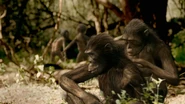 1000.jpg (214 KB) An Australopithecus grooming another individual of it's group