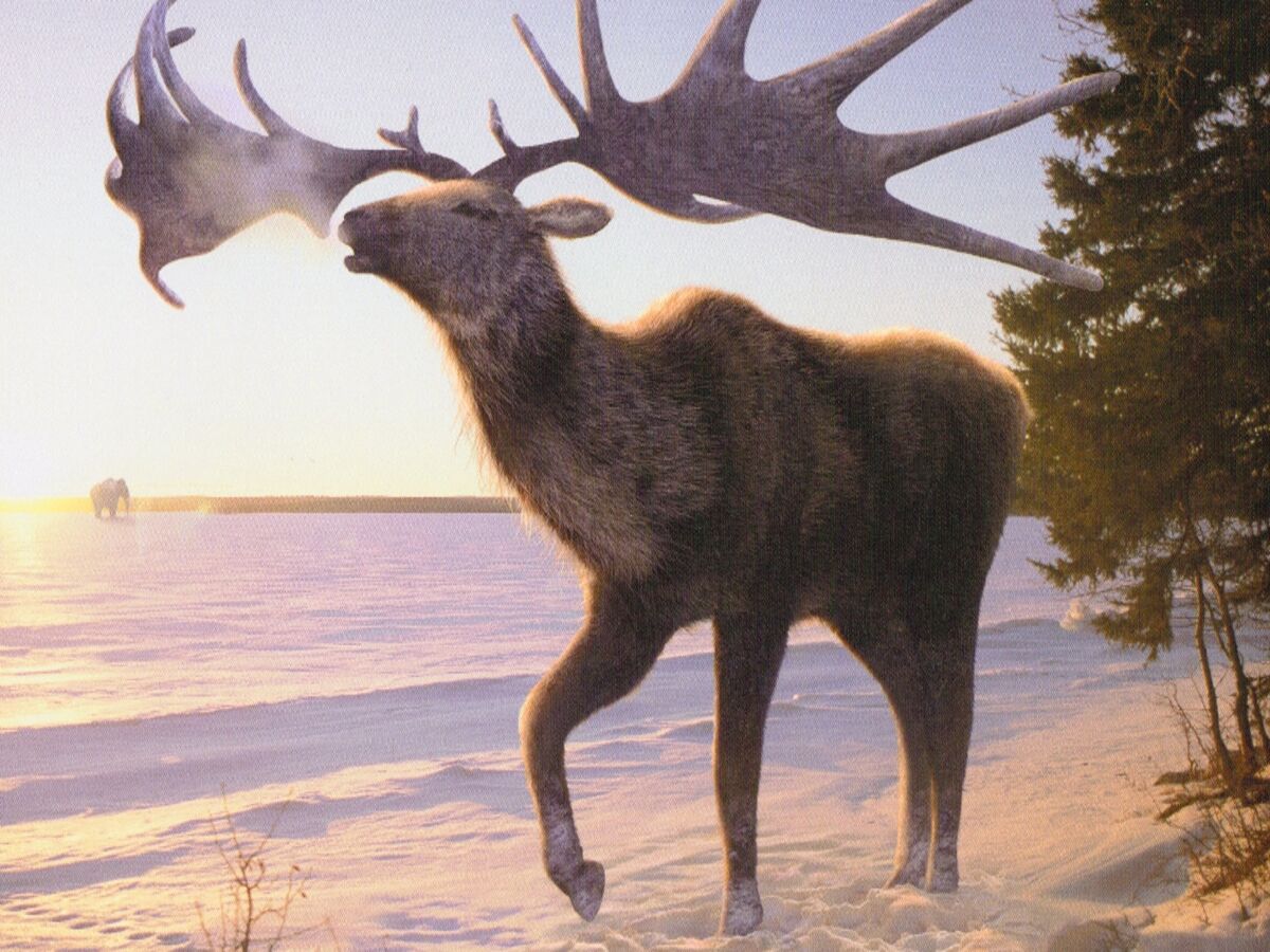 Prehistoric deer deals
