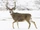 Mule Deer