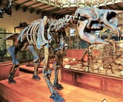 Diprotodon skeleton