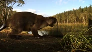 Giant Beaver near a lake.png (1.32 MB) A Castoroides eating plants near a lake.