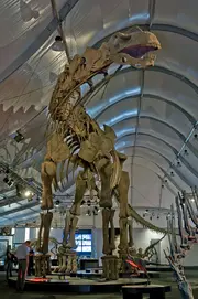 SauroposeidonSkeleton01