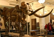 Mammut americanum