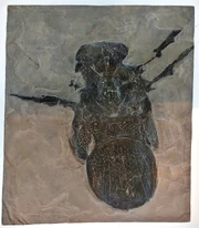 Megarachne fossil
