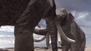 Mammoth battle.png (1.16 MB) Two male Columbian Mammoths fighting each other.