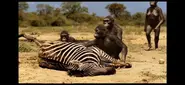 0C85A426-7E1B-411E-9736-52EC6D988266.webp (193 KB) A group of Australopithecus eating meat from a Plains Zebra carcass.