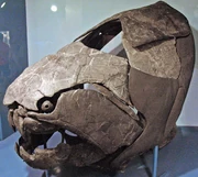 Dunkleosteus skull