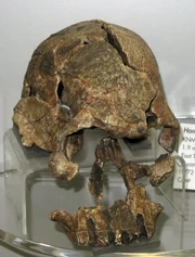 1582rudolfensis