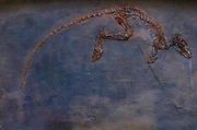 Leptictidium skeleton