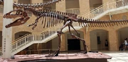 Giganotosaurus skeleton
