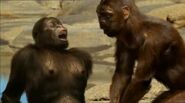 3dd0690fcc6a7c8b4dfa6f3397ddd135--australopithecus-documentary