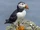 Atlantic Puffin
