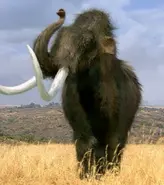 Martha, the park's resident Woolly Mammoth