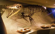Mosasaurus skeleton