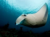 Manta Ray