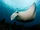 Manta Ray