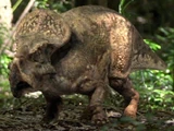 Protoceratops